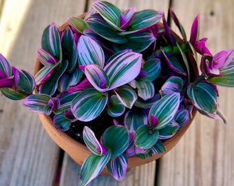 Rare Tradescantia Nanouk Lilac Plant | Rare Tradescantia Pot | Rare Pink Wandering Jew  | Easy care hardy indoor houseplant in a nursery pot