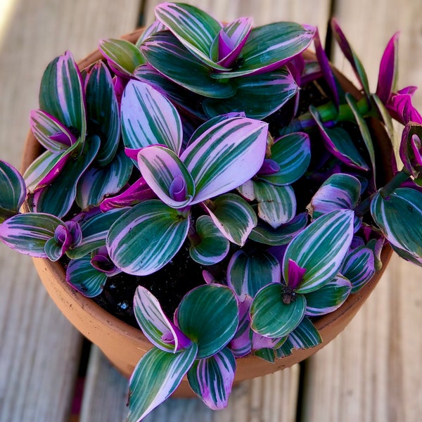 Rare Tradescantia Nanouk Lilac Plant | Rare Tradescantia Pot | Rare Pink Wandering Jew  | Easy care hardy indoor houseplant in a nursery pot