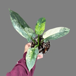 Philodendron Silver Sword Variegated Plant in a Nursery Pot | Live Indoor Plant | Super Rare Collector Plant | Exact Same Plant - Us Seller