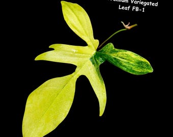 Bonte Philodendron Florida Beauty - Exotische kamerplanten - Luchtzuiverende kamerplanten - Kamerplanten voor weinig licht - Stekjes van Florida Beauty