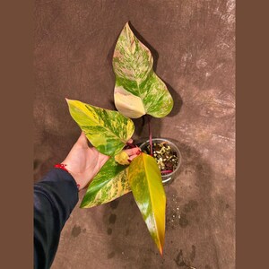 Variegated Philodendron Strawberry Shake EXACT Same Plant - Rare Variegated Strawberry Plant - Collector Plant - Gift Live Plant - US Seller