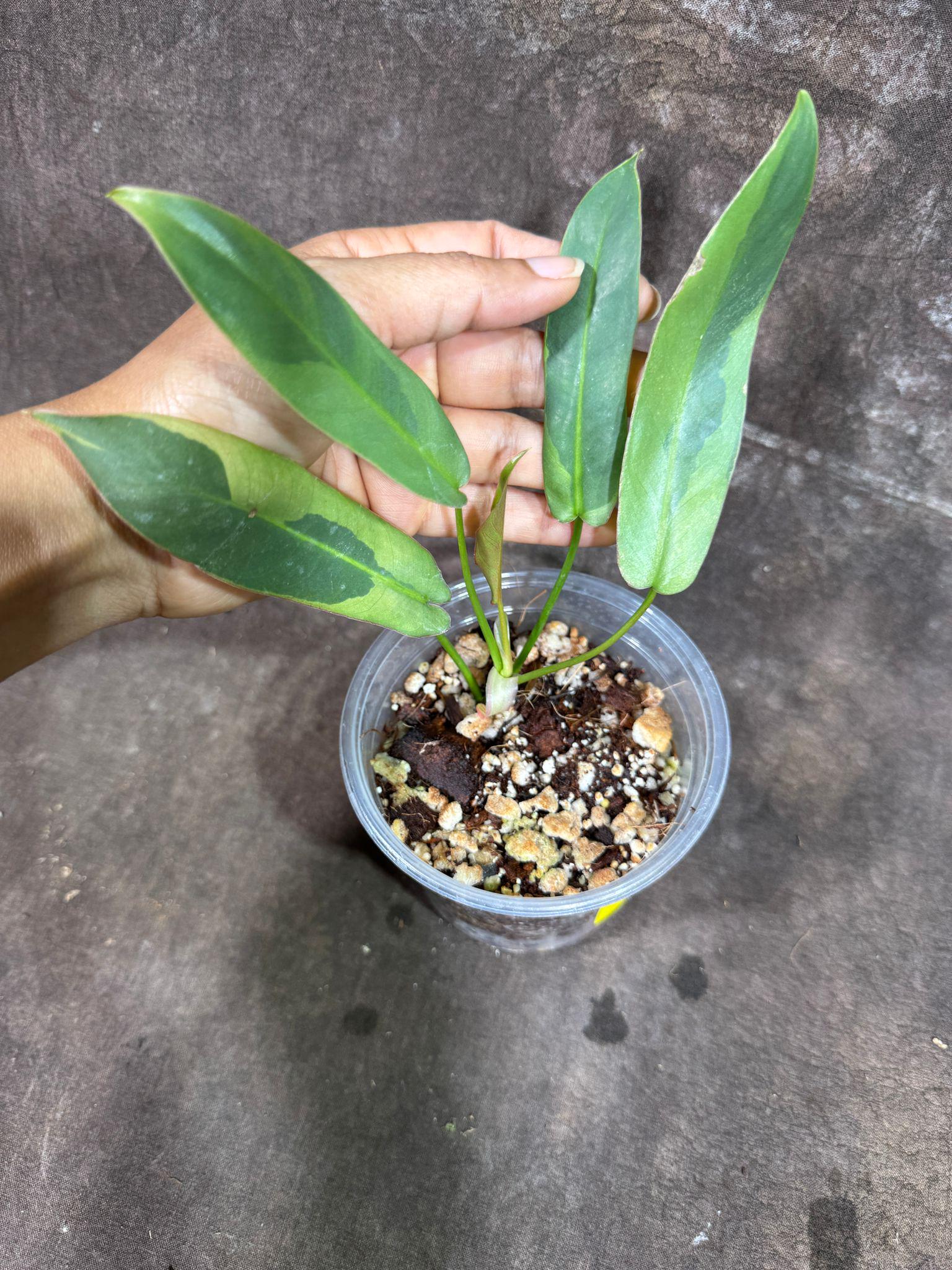 フィロデンドロン アタバポエンセ 斑入り 超レア 完全一致鉢植え