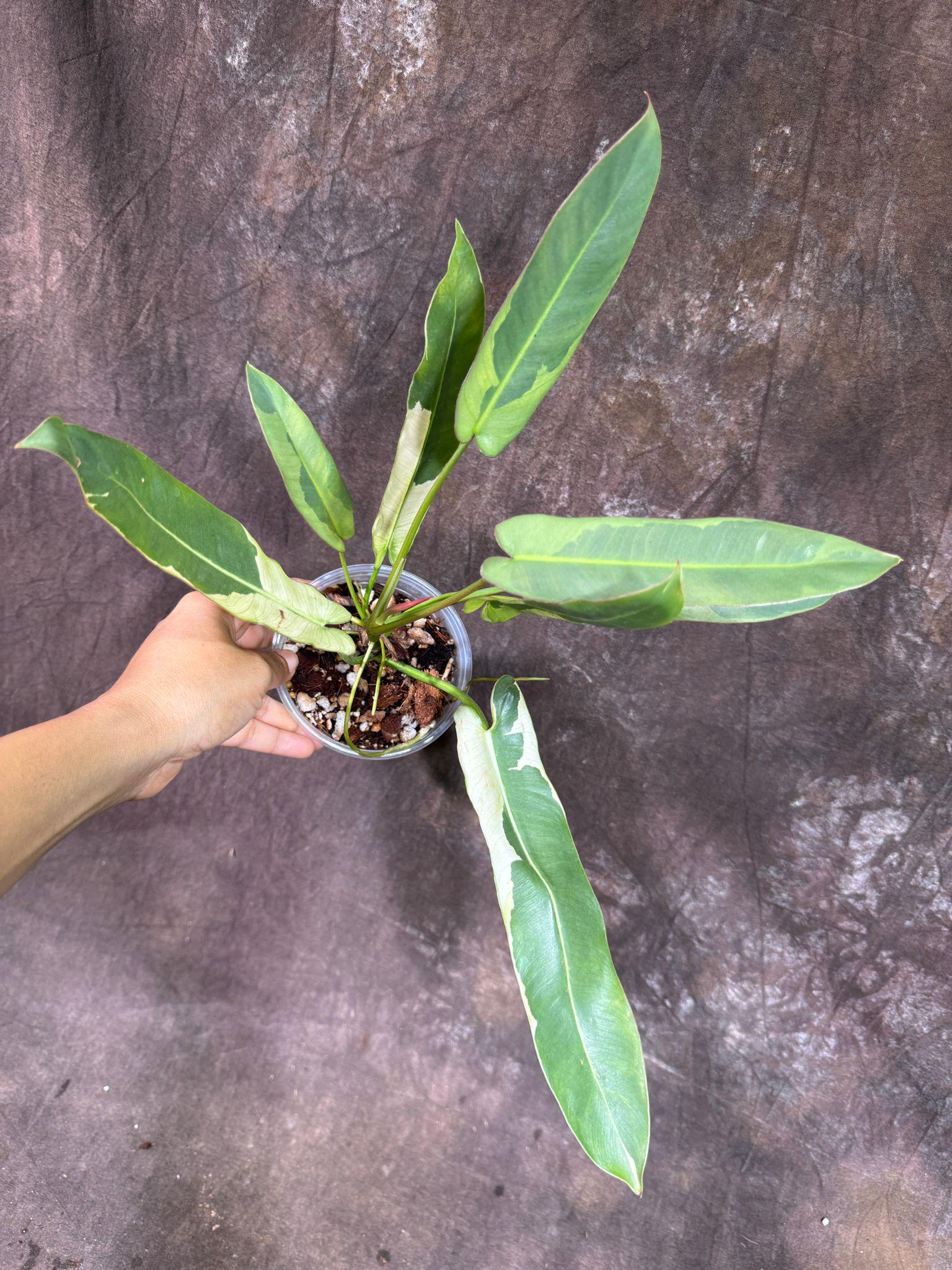 フィロデンドロン アタバポエンセ 斑入り 超レア 完全一致鉢植え