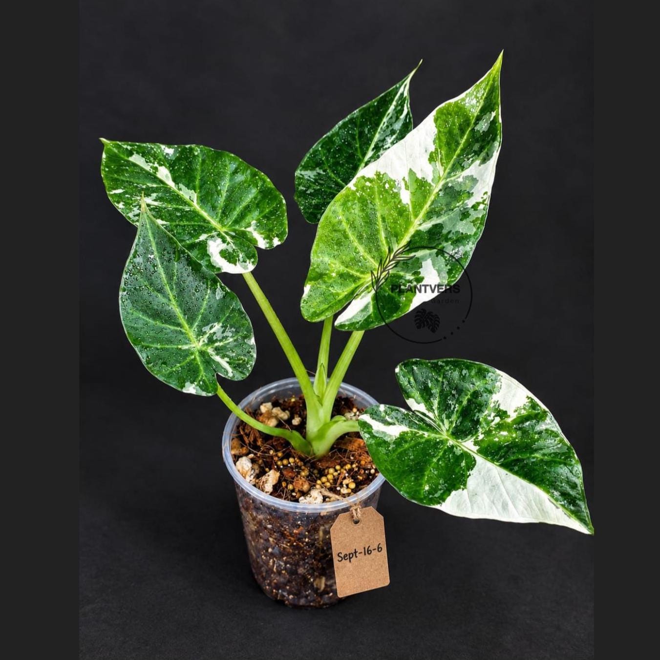 Alocasia Regal Shield Albo Variegated - Etsy