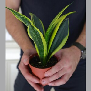 Sansevieria Black Gold Snake Plant in a 3” pot - Mother-in-law&#39;s Tongue - Snake’s Tongue - Air Purifier Plant - Live Houseplant - US Seller