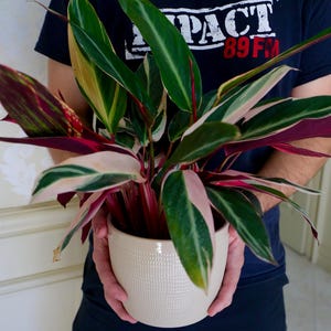 May include: A person holding a potted plant with green, white, and pink striped leaves. The plant is in a white ceramic pot with a textured surface. The person is wearing a black t-shirt with the text "Impact 89FM" printed on it.