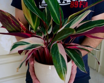 Stromanthe Triostar Plant 6" Grow Pot - Large Pink Live Indoor Plant - Easy Care Purple Office Plant - Living Room Decor Plant Gift