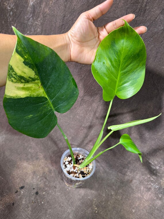 Super Rare Variegated Monstera Green on Green Plant - Variegated
