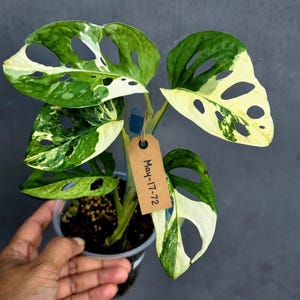 Monstera Adansonii Variegated Half Moon - Etsy