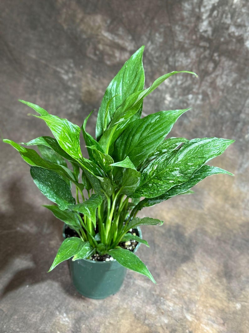 PlantVers Peace Lily - Thumbnail 5