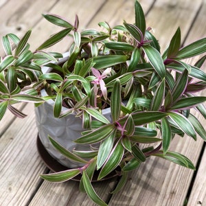 Rhoeo tricolor - Rare Tradescantia - Rare purple variegated wandering Jew -  Mosses in the cradle - Beautiful Easy Care indoor plant