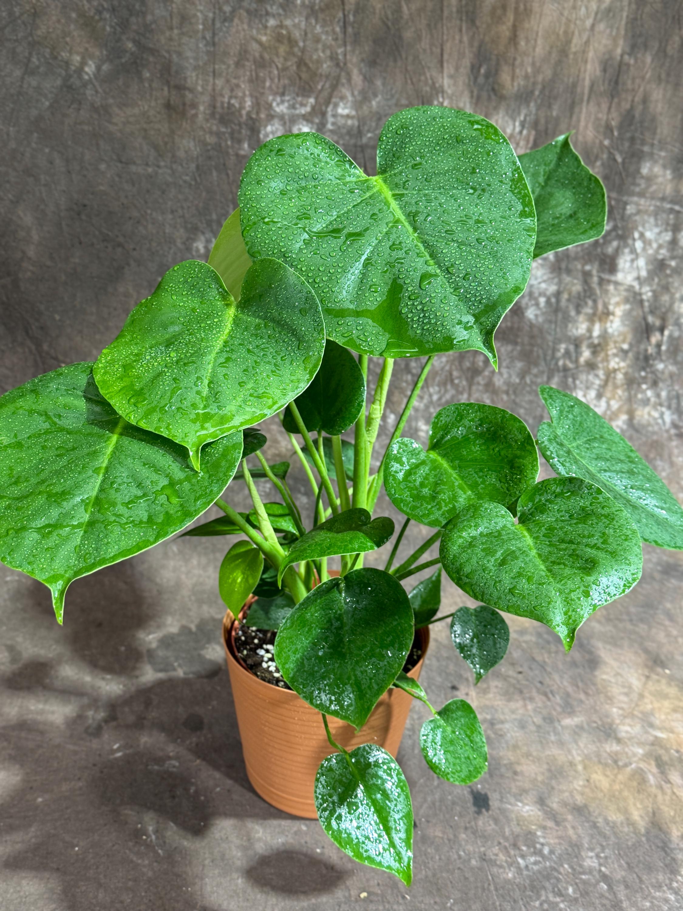 Monstera Deliciousa Live Indoor Plant, Easy Care Low Light