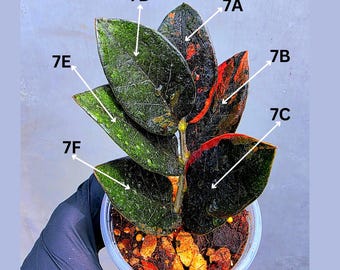 Variegated Pink Raven ZZ Plant Cutting UNROOTED - Rare Zamioculcas Zamiifolia Raven Variegata - Exotic Black & Pink Plant - US Seller