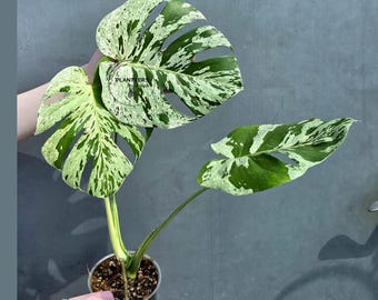 Super Rare Monstera Bulbasaur Variegated Live Plant - Variegated Monstera - Exotic Collector Exact Plant - Us Seller