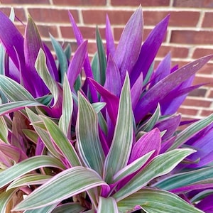 Rare Tradescantia - Rare purple variegated wandering Jew -  Mosses in the cradle - Beautiful Easy Care indoor plant