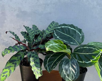 New Calathea Kennedy, Calathea Helen Kennedy, Rare Prayer Plant, Live  Houseplant, Patterned Leaves, Air Purifying, Easy Care, Indoor Decor - Etsy