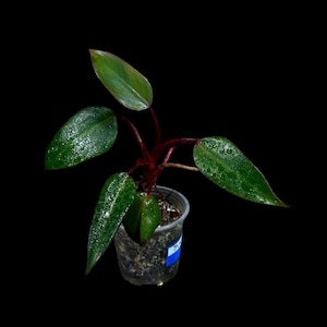 Variegated Philodendron Strawberry Shake in a Nursery Pot - Reverted Strawberry Shake RARE Collector Plant - Live Indoor Plant - Exact Plant