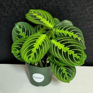Low Light Desk Plant - Etsy