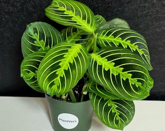 Lemon Lime Prayer Plant in 4” Pot – Maranta Leuconeura – Live Indoor Plant – Low Light Tropical Houseplant – Easy Care Prayer Plant