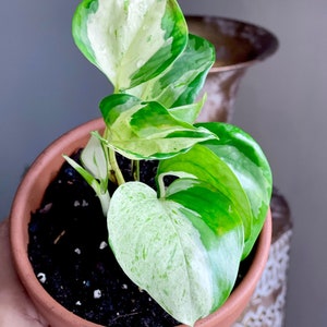 May include: A small potted plant with variegated green and white leaves. The plant is in a terracotta pot filled with dark soil. The leaves have a mix of bright green and creamy white patterns. The pot is held by a hand.