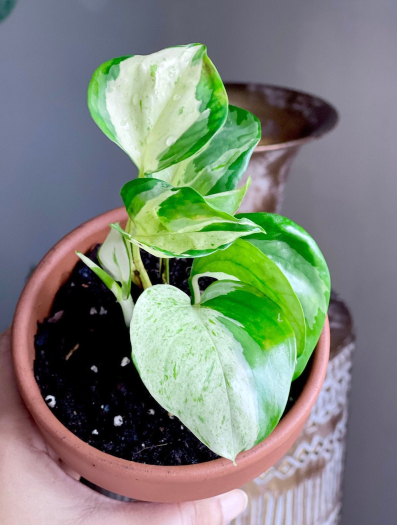 May include: A small potted plant with variegated green and white leaves. The plant is in a terracotta pot filled with dark soil. The leaves have a mix of bright green and creamy white patterns. The pot is held by a hand.