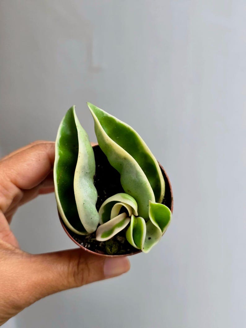 Variegated Hindu Rope in 2” Nursery Pot - Hoya Carnosa Compacta ...
