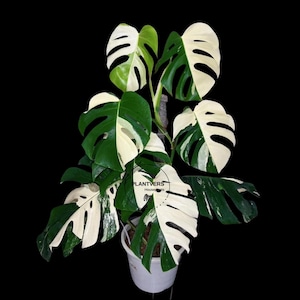moosstange monstera Monstera 'Deliciosa' mit Moosstab main image 1