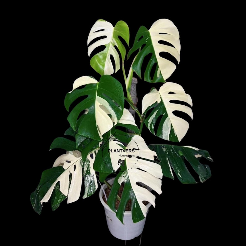 May include: A Monstera Deliciosa Albo plant with large, heart-shaped leaves featuring distinct white and dark green variegation. The plant is potted in a white container and includes a central support stake. The text PLANTVERS Houseplants is visible.