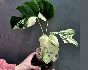 Variegated Monstera Albo Live Plant - White Albo Borsigiana - Rare Collector Plant - EXACT Plant - US Seller