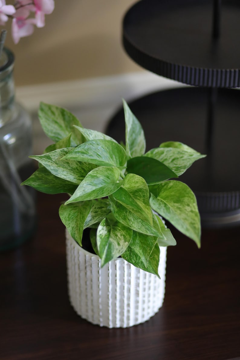 PlantVers Pothos - Thumbnail 5