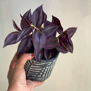 Purple Wandering Jew | Easy Care indoor plant  | Purple Queen Plant Houseplant