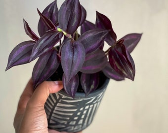 Purple Wandering Jew | Purple Heart | Easy Care indoor plant  | Purple Queen Plant Houseplant