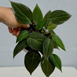 May include: A small, potted houseplant with dark green, heart-shaped leaves. The plant is held in a black pot, and the leaves have a glossy sheen. The plant is a vibrant green color, and the leaves have a prominent vein structure.