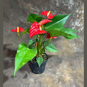 May include: A potted Anthurium plant with vibrant red heart-shaped flowers and glossy green leaves. The flowers have a yellow spadix. The plant is in a black pot, set against a neutral background.
