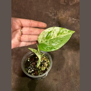 RARE Epipremnum Pinnatum Albo Variegated Plant in a Nursery Pot - Beginners Plant - Indoor Plant - SAME Plant as picture - US Seller