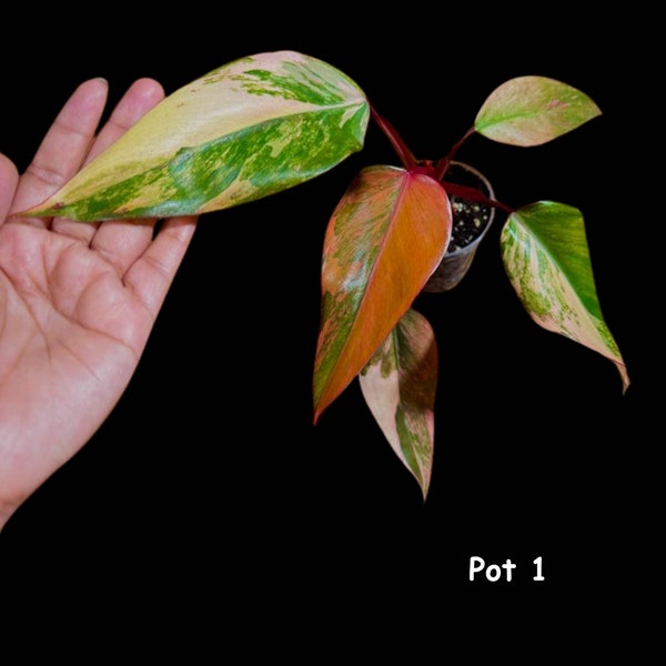 Variegated Philodendron Strawberry Shake in a pot l | Rare collector plant  | Hastatum | Heartleaf Philodendron  | Plant SAME as pictures