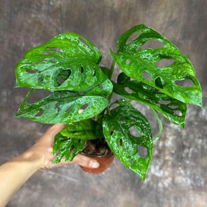 May include: A potted Monstera Adansonii plant, also known as the Swiss cheese plant, with vibrant green leaves. The leaves have distinctive holes, and the plant is in a brown pot. The background is a mottled brown and gray.