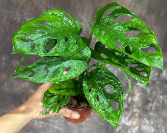 May include: A potted Monstera Adansonii plant, also known as the Swiss cheese plant, with vibrant green leaves. The leaves have distinctive holes, and the plant is in a brown pot. The background is a mottled brown and gray.