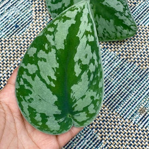 May include: Close-up of two green and silver Scindapsus pictus leaves. The leaves have a heart shape with a prominent central vein and irregular silver markings. The leaves are on a blue and white patterned surface.
