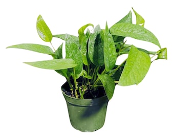 Epipremnum Pinnatum 'Cebu Blue' Pothos in a 3" Pot | Rare Cebu Blue Epipremnum Pinnatum | Gift Houseplants | Live Indoor Plant