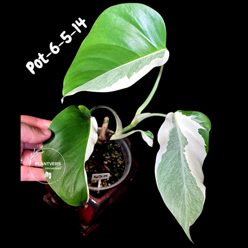 PlantVers Monstera Albo Plant - Thumbnail 3