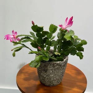 Low Light Cactus - Etsy