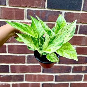 RARE Marble Pothos Cuttings Gorgeous Variegated Indoor easy care house plant, Marble Pothos, White and Green variegation propagation plant 3" Nursery Pot