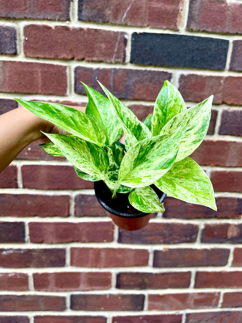 RARE Marble Pothos Cuttings Gorgeous Variegated Indoor easy care house plant, Marble Pothos, White and Green variegation propagation plant 3" Nursery Pot