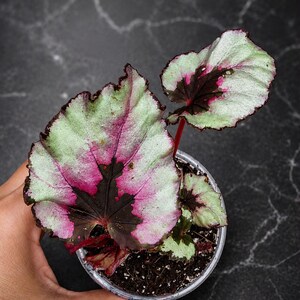 K&ouml;nnte beinhalten: Eine getopfte Rex-Begonie mit herzf&ouml;rmigen Bl&auml;ttern, die ein panaschiertes Muster aus metallischem Silber, leuchtendem Magenta und dunkelvioletten Zentren aufweisen. Die Pflanze befindet sich in einem transparenten Kunststofftopf mit Erde.