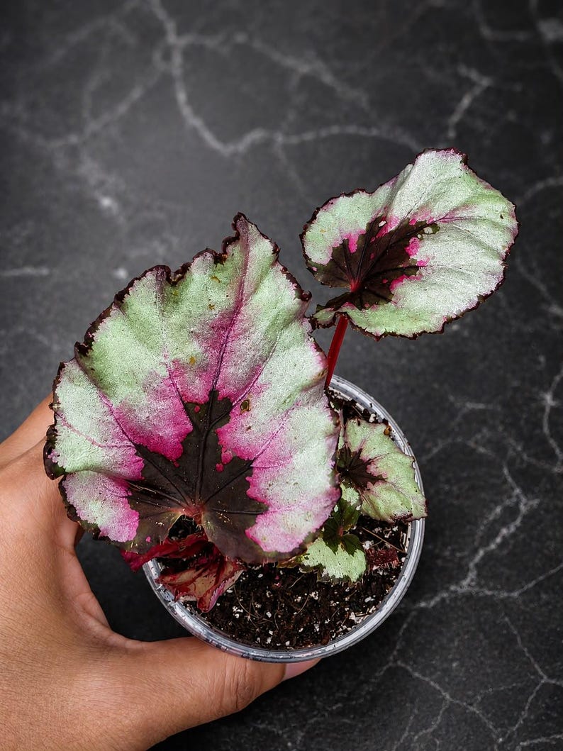 K&ouml;nnte beinhalten: Eine getopfte Rex-Begonie mit herzf&ouml;rmigen Bl&auml;ttern, die ein panaschiertes Muster aus metallischem Silber, leuchtendem Magenta und dunkelvioletten Zentren aufweisen. Die Pflanze befindet sich in einem transparenten Kunststofftopf mit Erde.