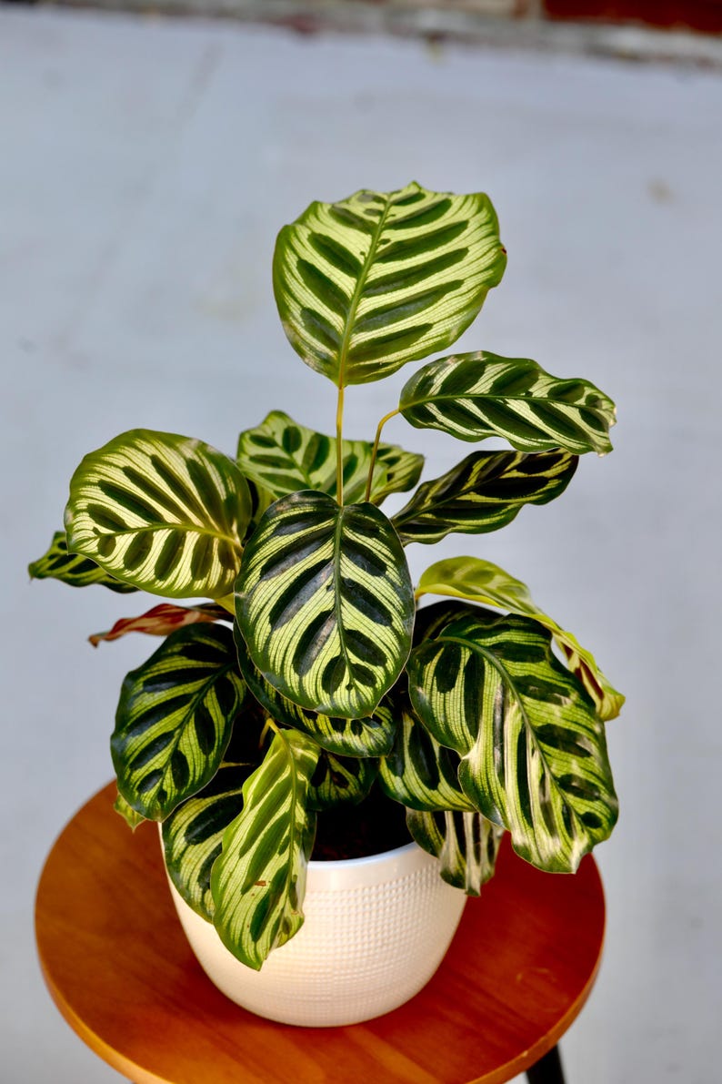 Live Calathea Makoyana in Grow Pot - Thumbnail 3