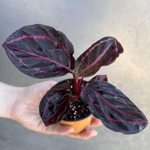 Calathea Roseopicta Dottie Plant in 2&quot; Pot - Calathea Roseopicta - Rose Painted Calathea - Calathea Black Rose plant - Starter Plant