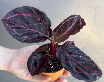 Calathea Roseopicta Dottie Plant in 2" Pot - Calathea Roseopicta - Rose Painted Calathea - Calathea Black Rose plant - Starter Plant