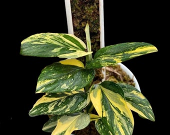 Variegated Monstera Standleyana Aurea | Collector Houseplant | Very Rare Houseplant - SAME Plant - US Seller